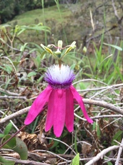 Passiflora rogitamensis