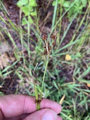 Rhynchospora recognita