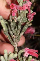 Erica strigilifolia rosea