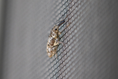 Isacantha punctirostris