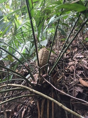 Zamia tolimensis
