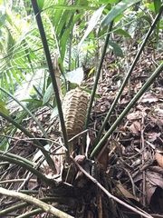 Zamia tolimensis