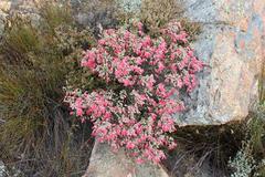 Erica strigilifolia rosea