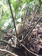 Zamia tolimensis