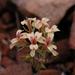 Pelargonium grenvilleae - Photo (c) Jean Audissou, some rights reserved (CC BY-NC), uploaded by Jean Audissou