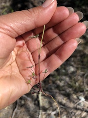 Trifolium albopurpureum