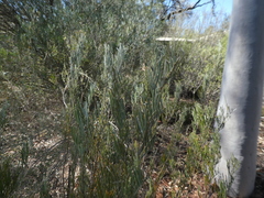 Senna artemisioides artemisioides