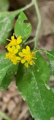 Solidago albopilosa
