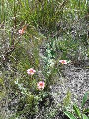 Oxalis pendulifolia