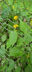 Solidago albopilosa