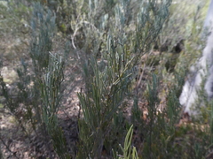 Senna artemisioides artemisioides