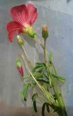 Oxalis pendulifolia