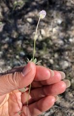 Trifolium albopurpureum