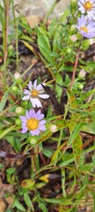 Eurybia surculosa