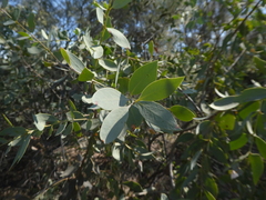 Santalum lanceolatum