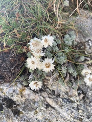Castroviejoa frigida