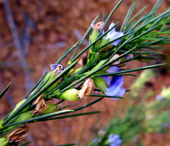 Psoralea diturnerae