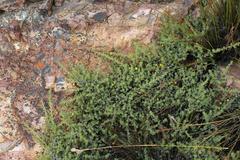 Aspalathus rigidifolia