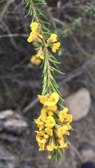 Dillwynia floribunda