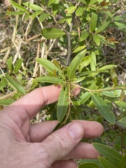 Denhamia cunninghamii