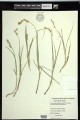 Carex silicea