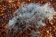 Aspalathus pedunculata