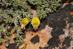 Aspalathus rigidifolia