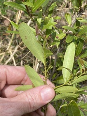 Denhamia cunninghamii