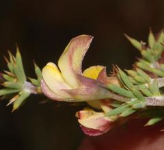 Aspalathus rigidifolia