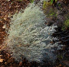 Aspalathus pedunculata