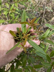 Denhamia cunninghamii