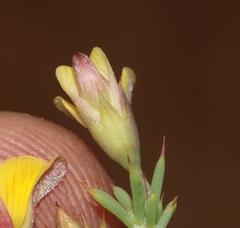 Aspalathus rigidifolia