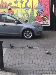 Columba livia