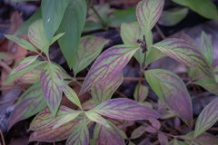 Bouvardia ternifolia