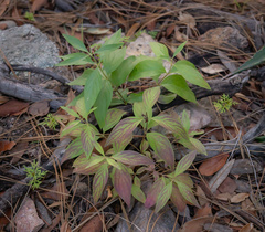 Bouvardia ternifolia