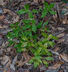 Bouvardia ternifolia