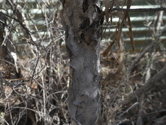 Melaleuca glomerata