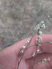 Polygonum arenarium