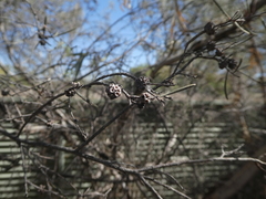 Melaleuca glomerata