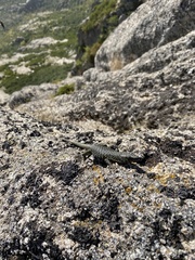 Archaeolacerta bedriagae