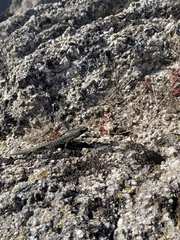 Archaeolacerta bedriagae