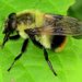 Volucella bombylans - Photo (c) Stuart Tingley, some rights reserved (CC BY-NC)