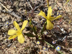 Moraea maximiliani