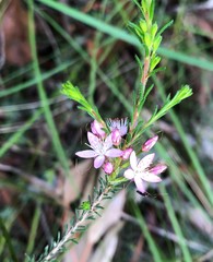 Calytrix tetragona