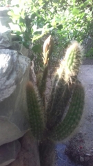Nyctocereus serpentinus