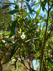 Myoporum montanum