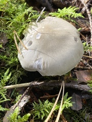 Agaricales