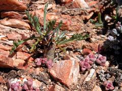 Pelargonium crithmifolium
