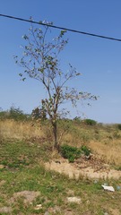 Bauhinia variegata variegata