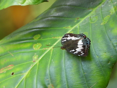 Euthalia adonia